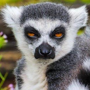 Lemur